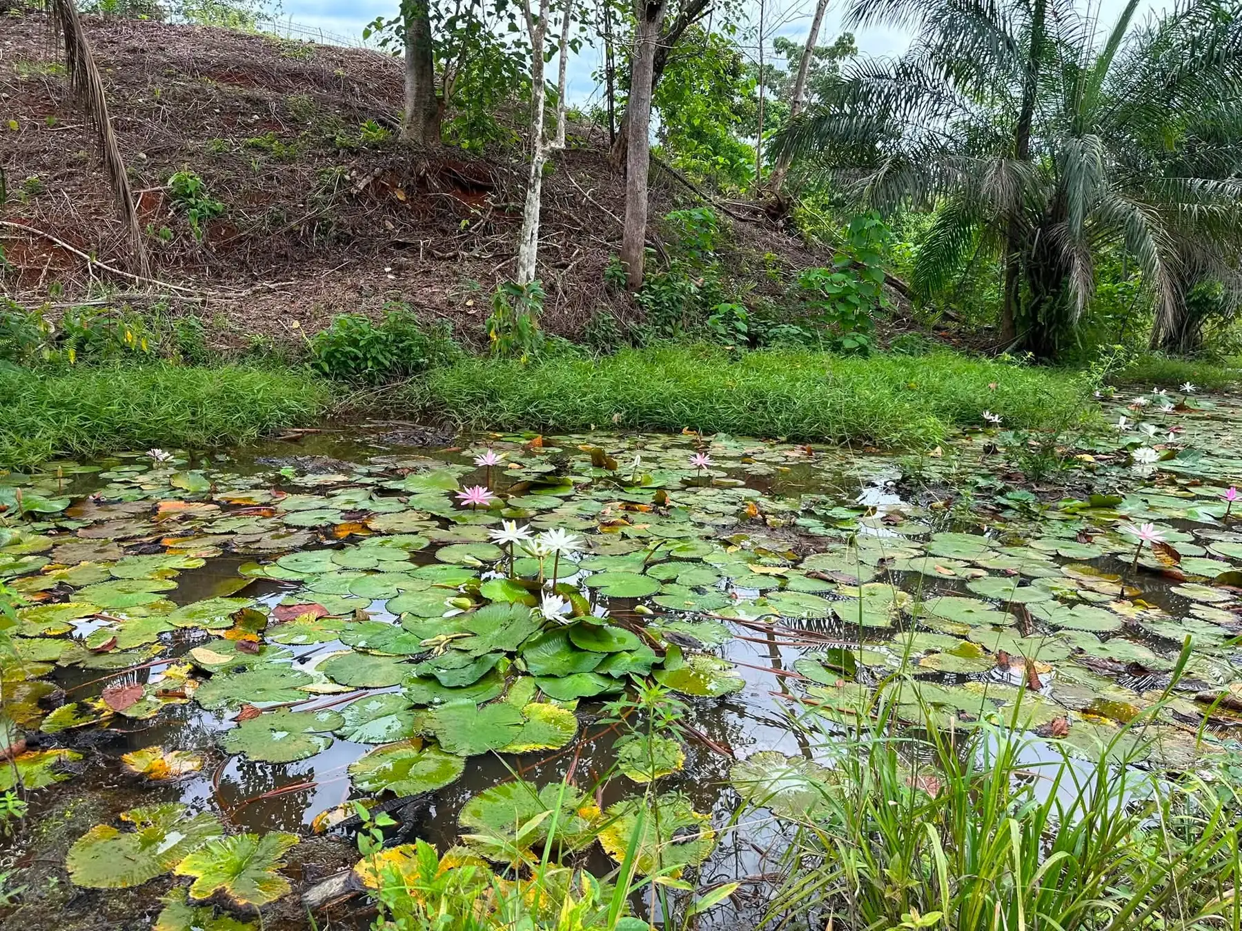 Build-ready lot at Finca La Gloriana, Quepos, Costa Rica