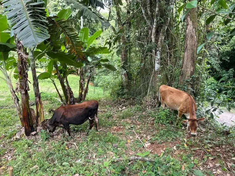 Property and cabin-style home at La Legüita, Puriscal, Costa Rica